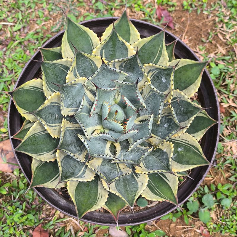 Agave potatorum v. verschaffeltii f variegata