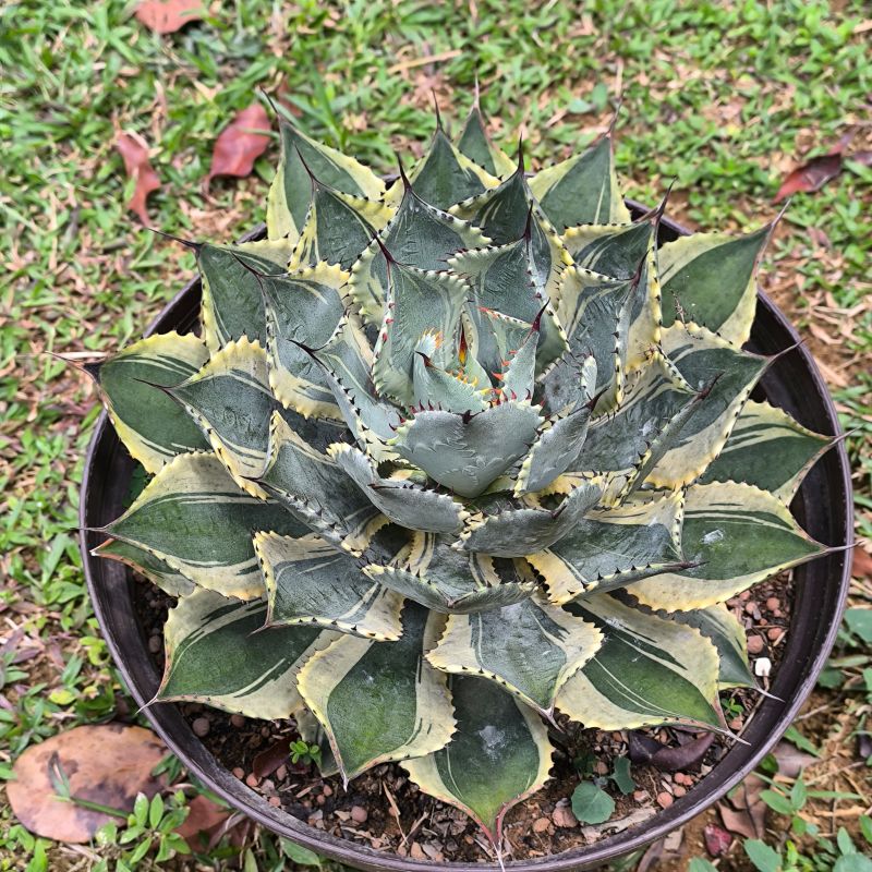 Agave potatorum v. verschaffeltii f variegata