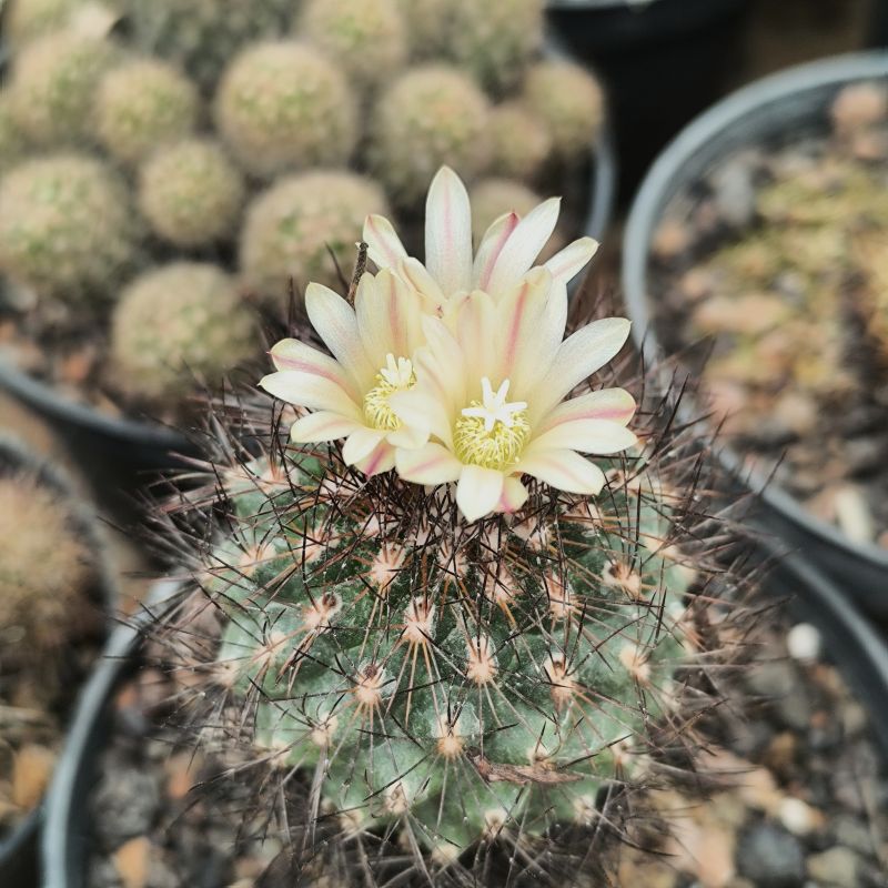 Escobaria aguirreana
