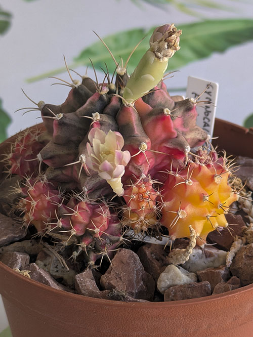 Gymno-2.jpg
