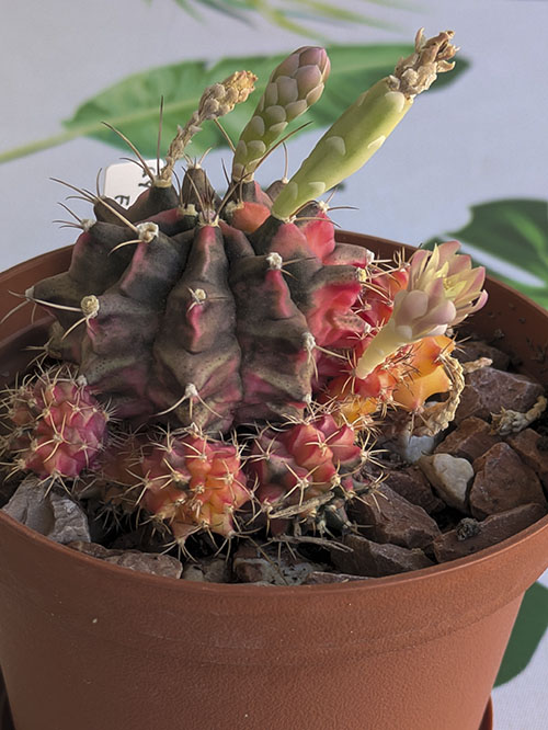 Gymno-3.jpg