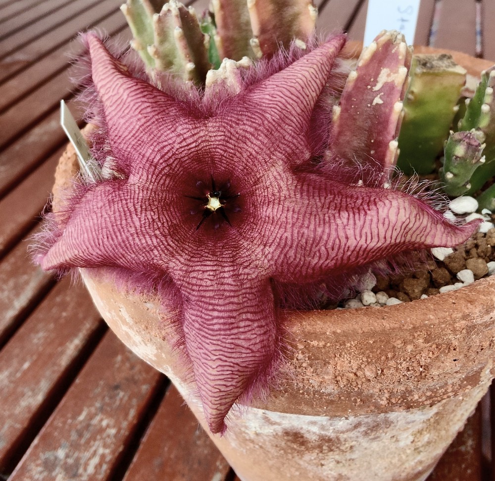 Stapelia grandiflora o híbrido grandiflora