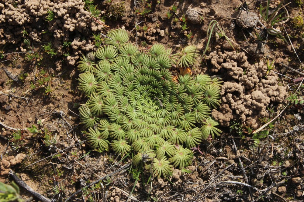 Oxalis_palmifrons_15266308.jpg