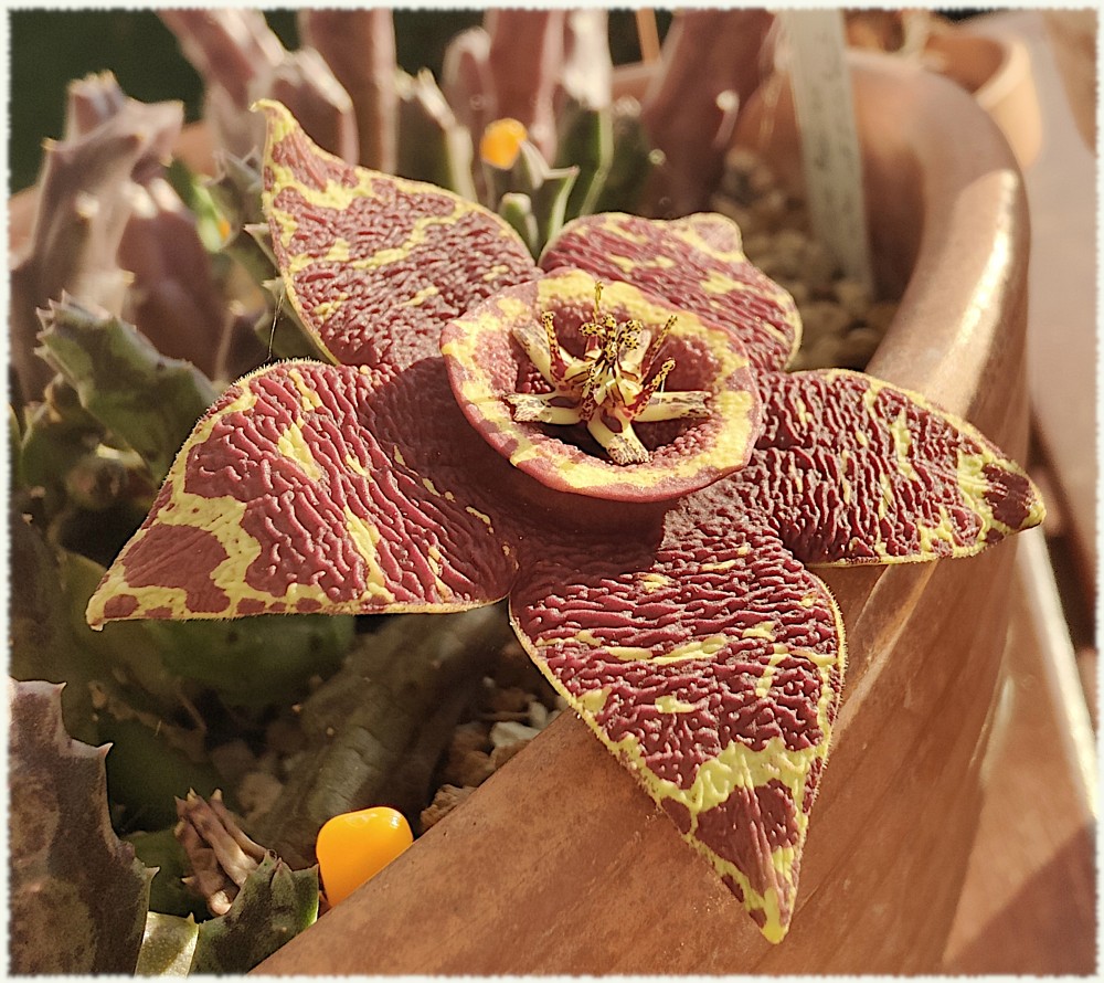 Orbea Egatari un cultivar de variegata