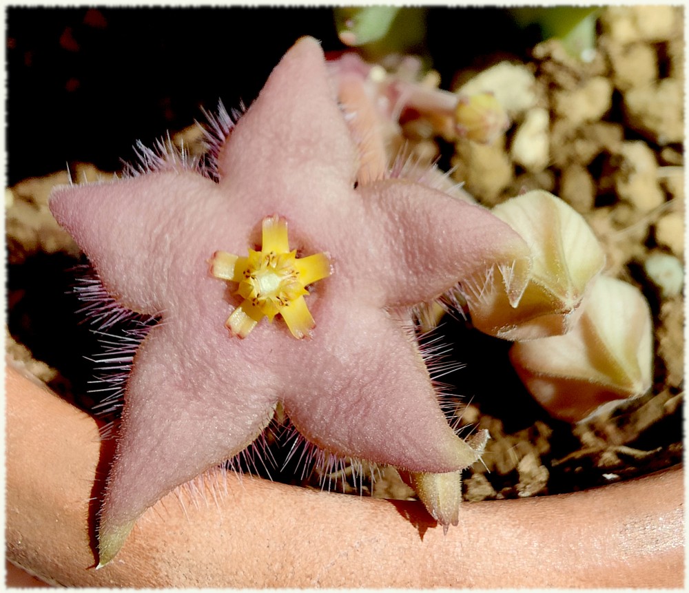 Una Stapelia híbrido de divaricata que ha vuelto a florecer hoy