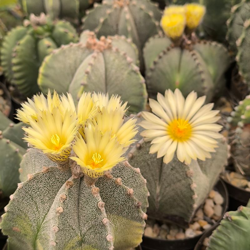 Astrophytum