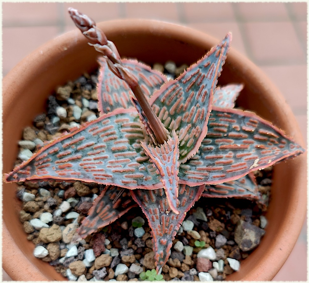 Aloe Leo