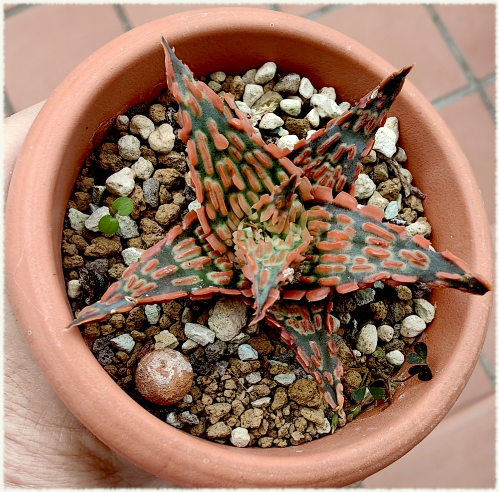 Aloe 38805
