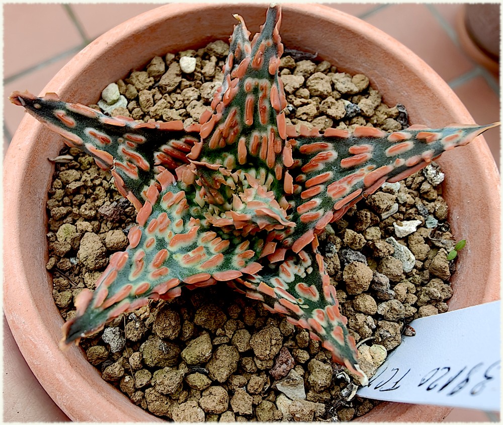 Aloe 38120