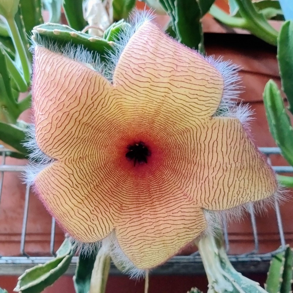 Stapelia gigantea