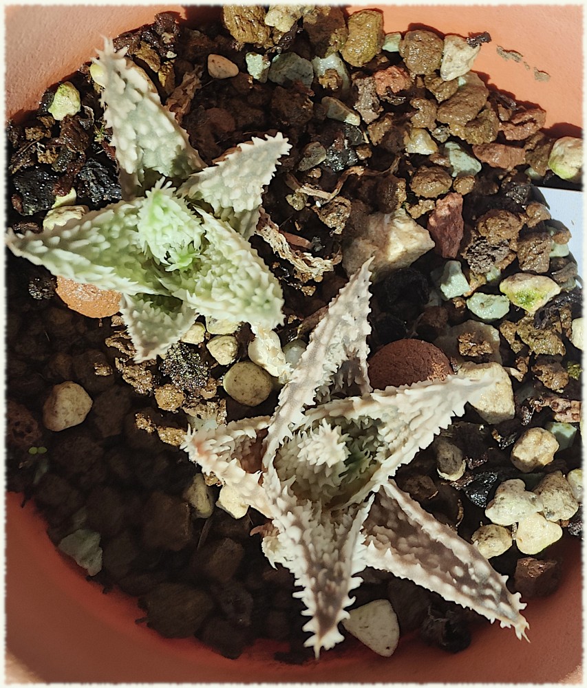 Aloe Sugar Crystal
