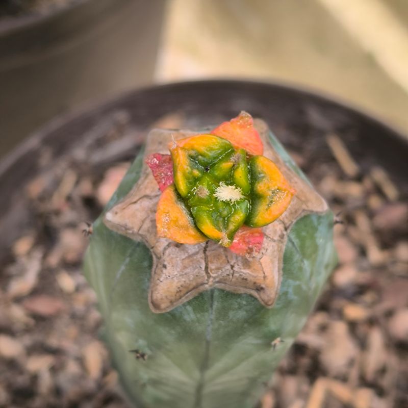 Ariocarpus variegado o enfermo?