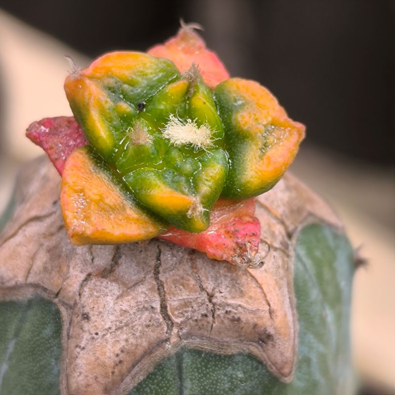 Ariocarpus variegado o enfermo?