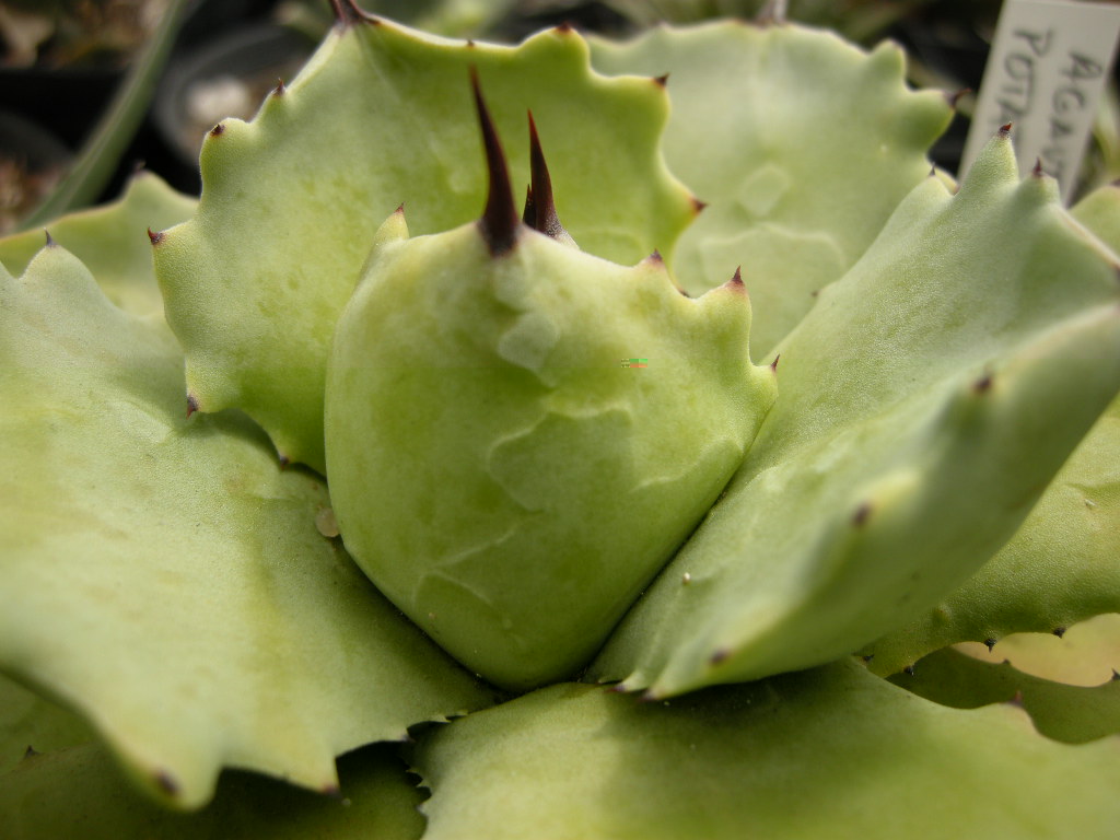 A.potatorum