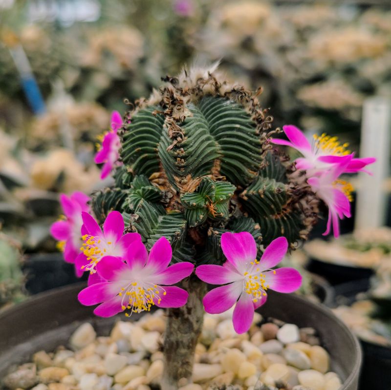 Aztekium valdezii