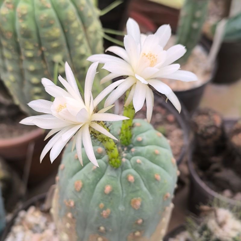 Matucana madisoniorum v albiflora