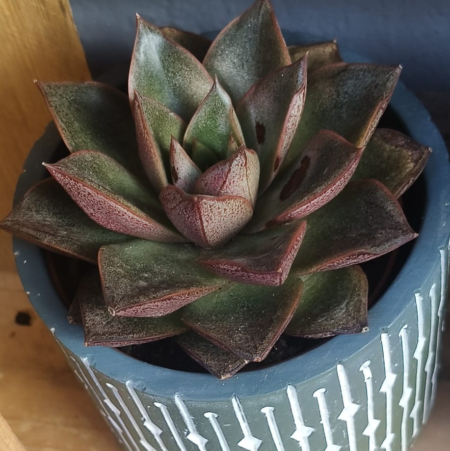 Suculenta 4