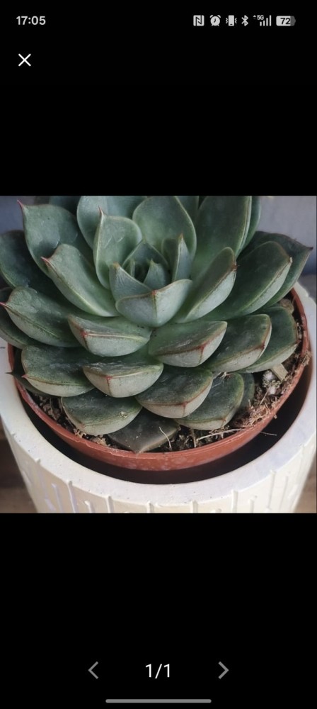 Suculenta 3