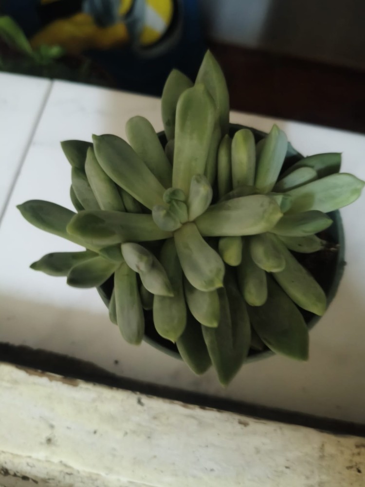 Succulenta 2