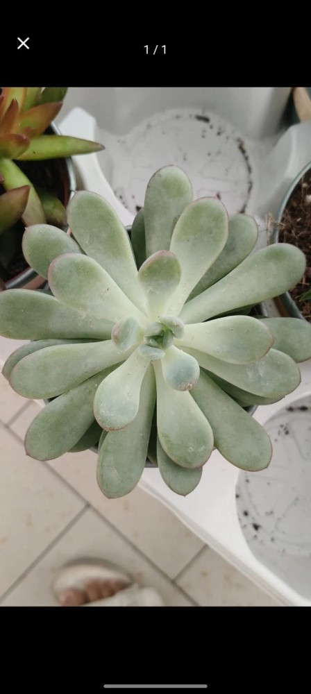 Suculenta 1