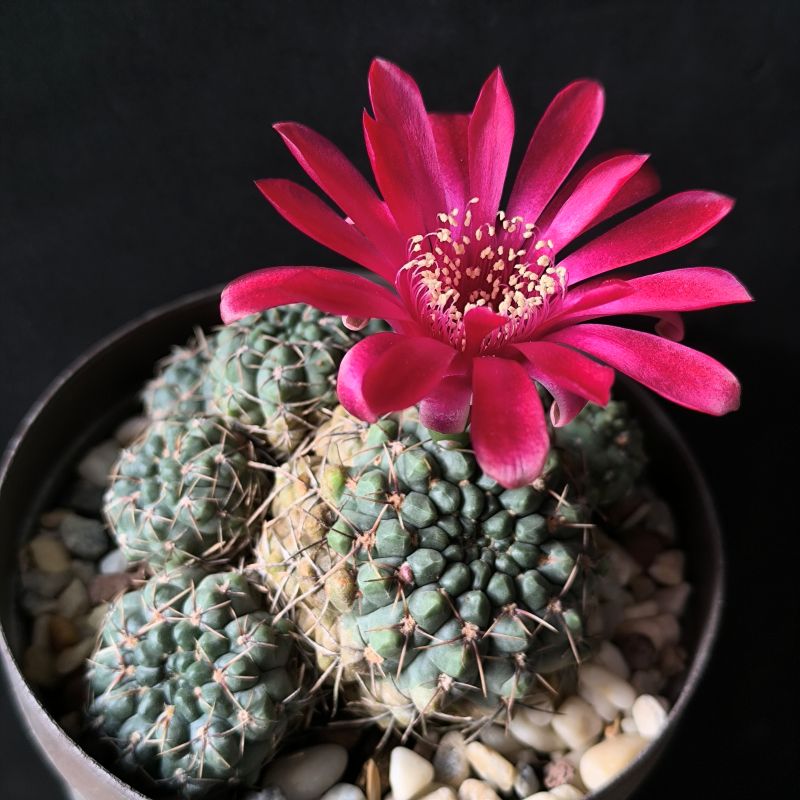 Gymnocalycium baldianum