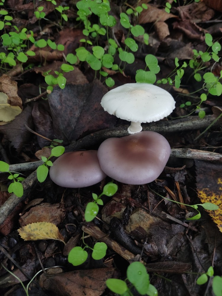 WhatsApp Image 2025-10-20 at 21.40.40 (1).jpeg