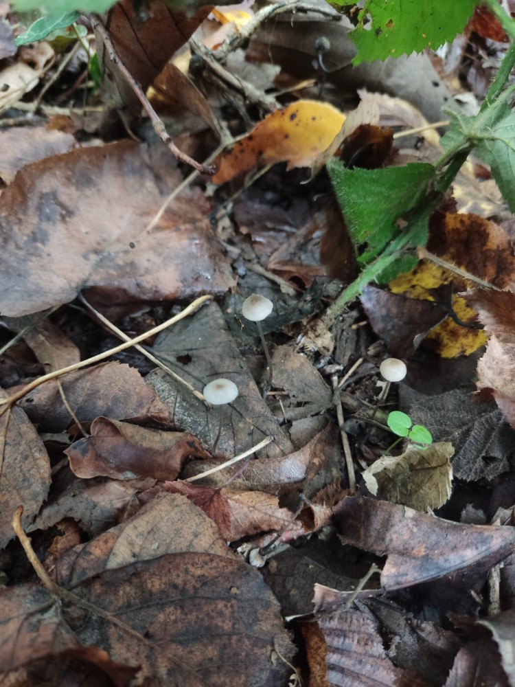 WhatsApp Image 2025-10-20 at 21.40.42.jpeg