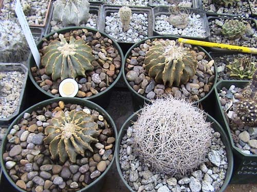 3 de mis geohinotnias y uno de mis consentidos el  echinosmastus mariposensis