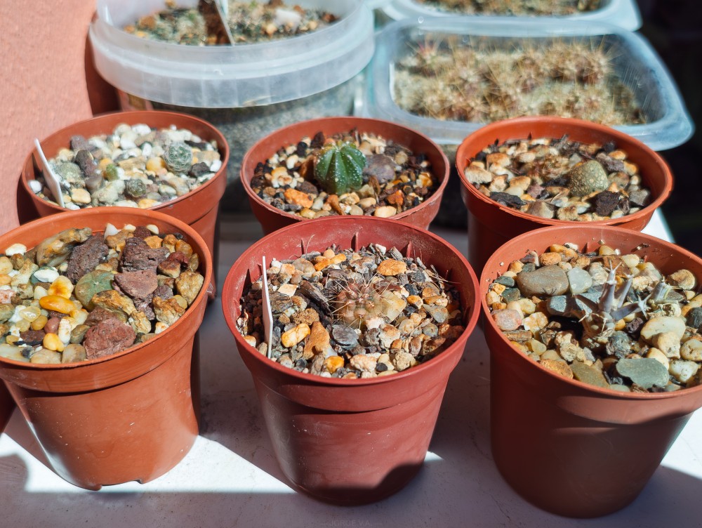 IMG_20251002_132652933 copia.jpg