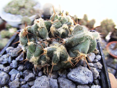 moustruo de ferocactus latispinus