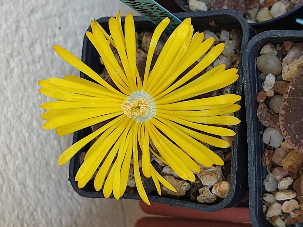 Lithops aucampiae cv. 'KO' ppl038 20251013 185939.jpg
