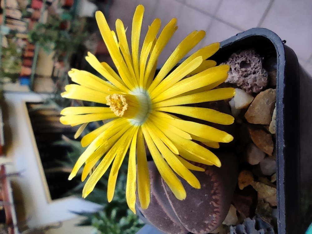 Lithops aucampiae cv. 'KO' ppl039 20251017 185730.jpg