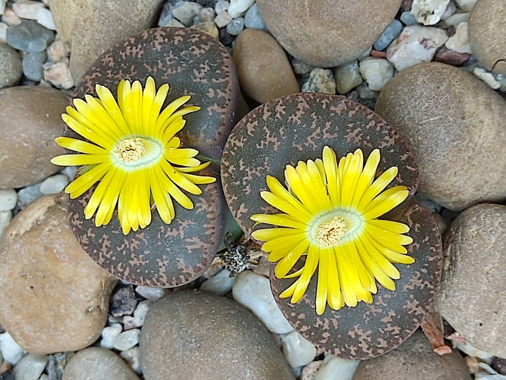 Lithops aucampiae ppl001 20251013 185630.jpg