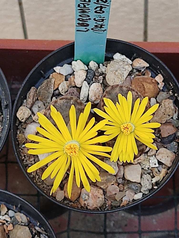 Lithops bromfieldii ppl010 20250917 193038.jpg