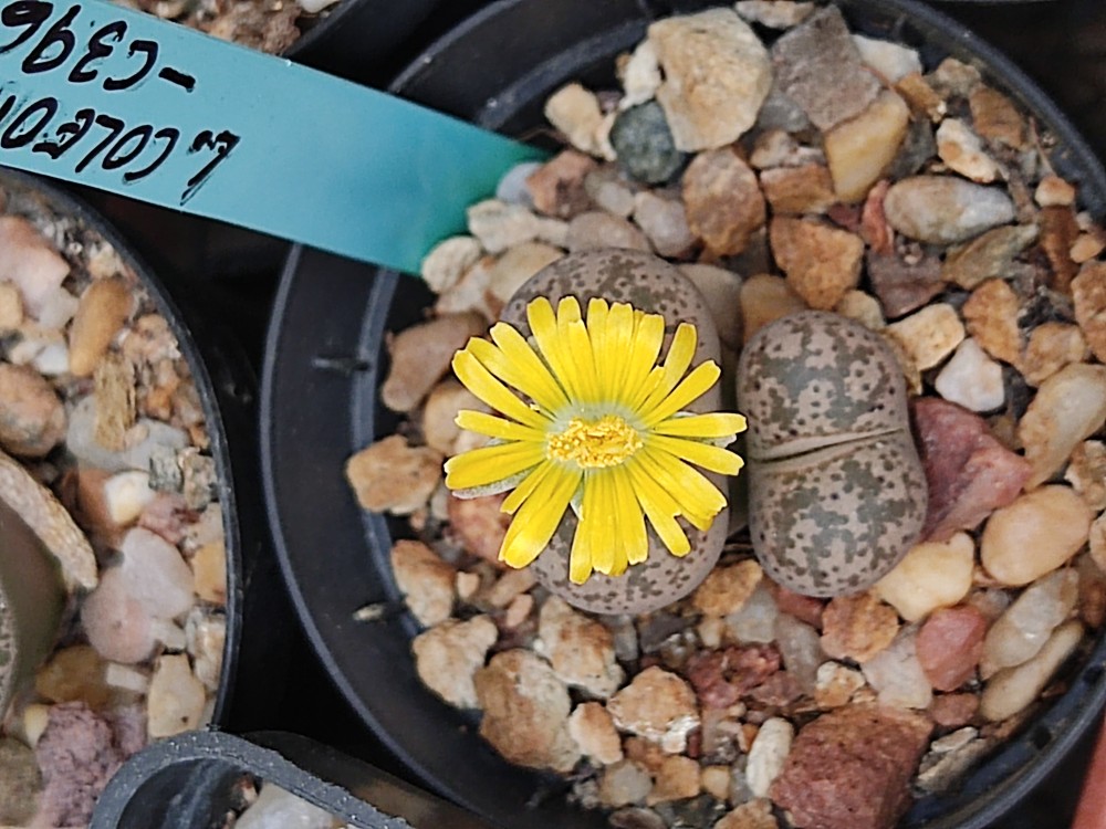 Lithops coleorum C396 ppl041 20250919 194007.jpg