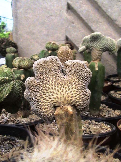 cresta de pelecyfora aselliformis