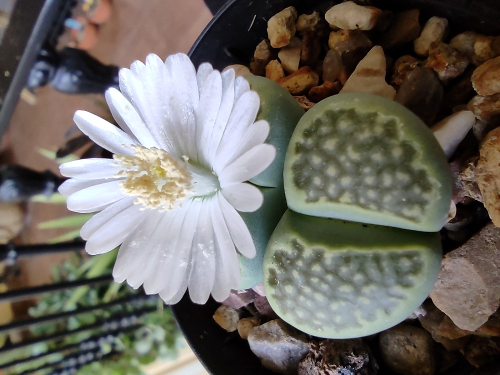 Lithops hallii 'Sakkies green' ppl045 20251026 174829.jpg