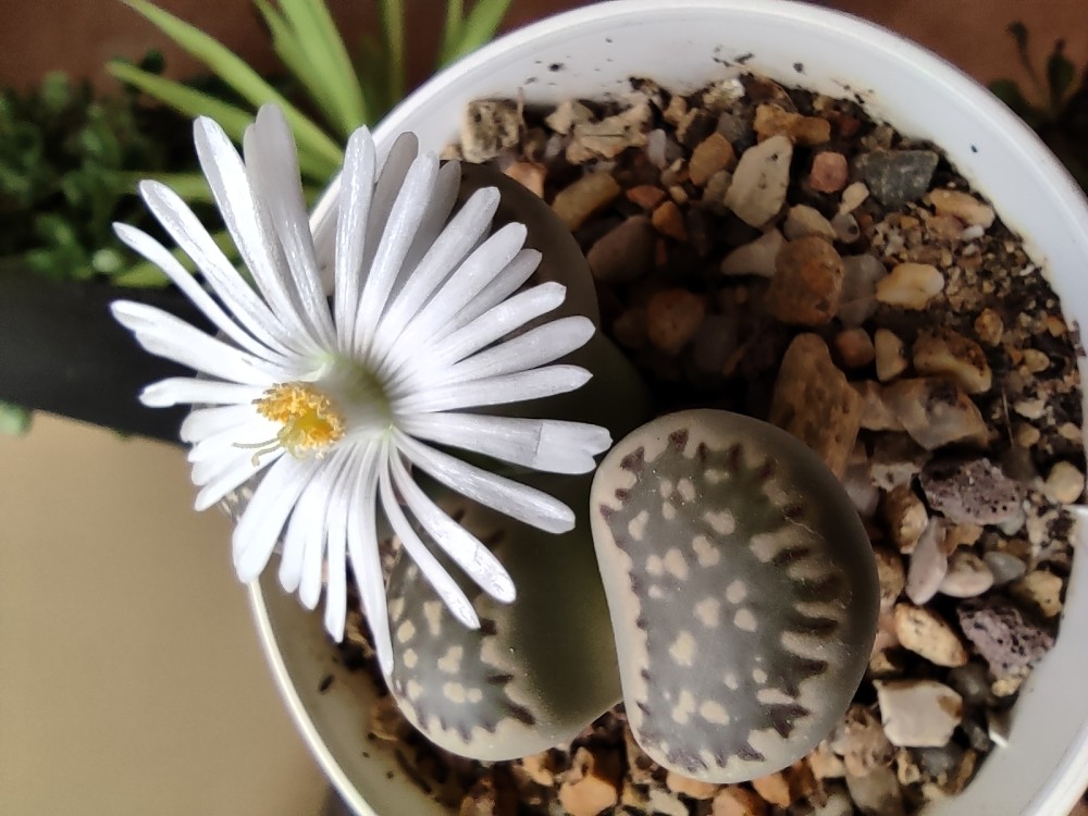 Lithops julii ssp. fulleri ppl015 20251023 184626.jpg