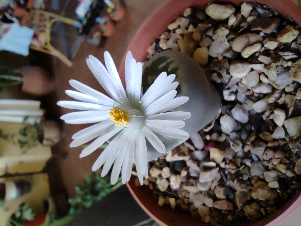 Lithops karasmontana bella ppl028 20251026 174716.jpg