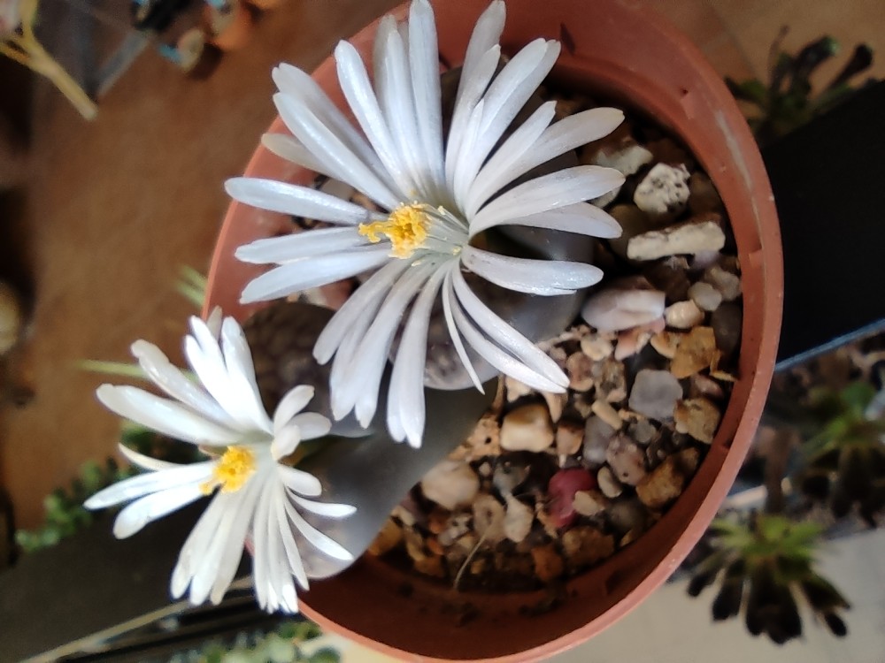 Lithops karasmontana1 ppl016 20251026 175745.jpg