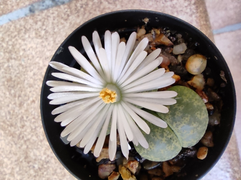 Lithops lesliei (Vivid Green form) ppl012 20251003 185713.jpg