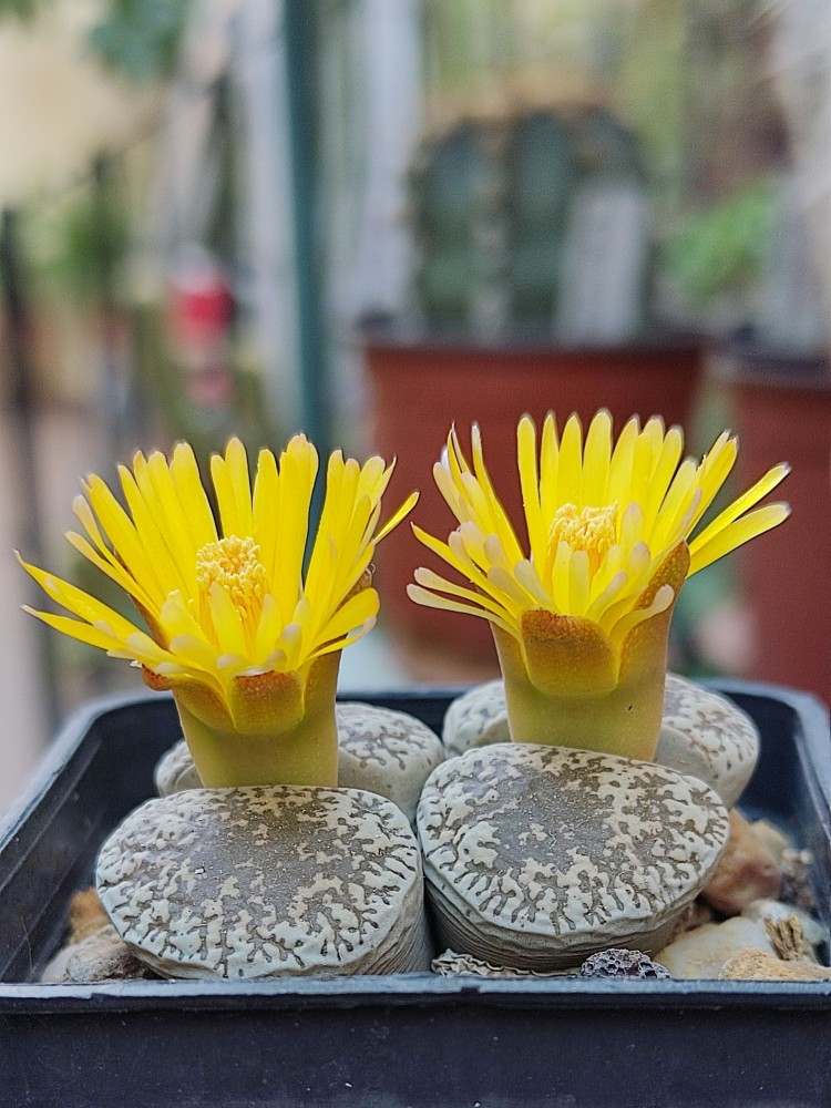 Lithops lesliei venteri C001 ppl013 20250926 191724.jpg