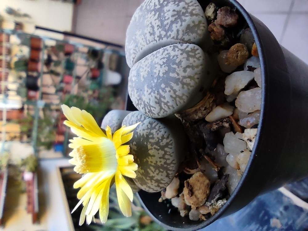 Lithops lesliei venteri C001 ppl014 20251005 192019.jpg