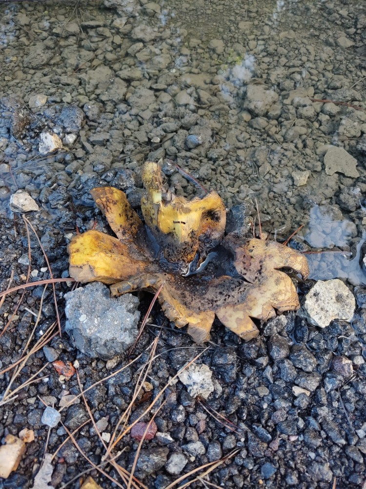 WhatsApp Image 2025-10-26 at 23.22.27 (1).jpeg