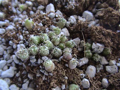 mini ortegacactus