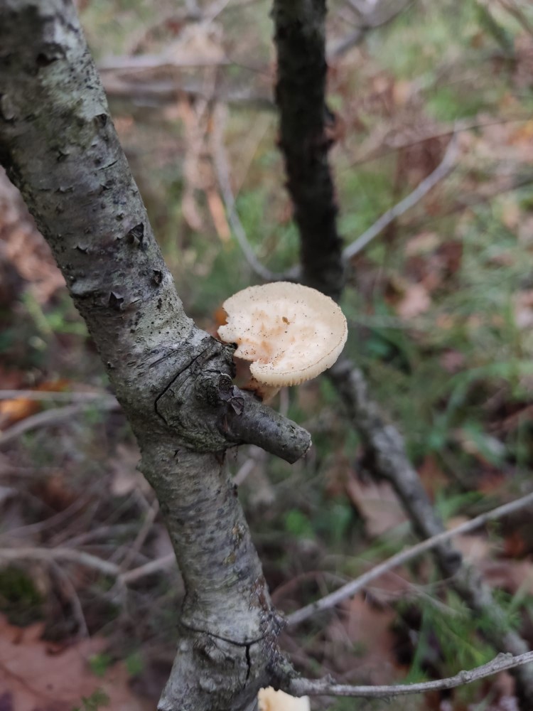 WhatsApp Image 2025-10-26 at 23.22.28 (1).jpeg