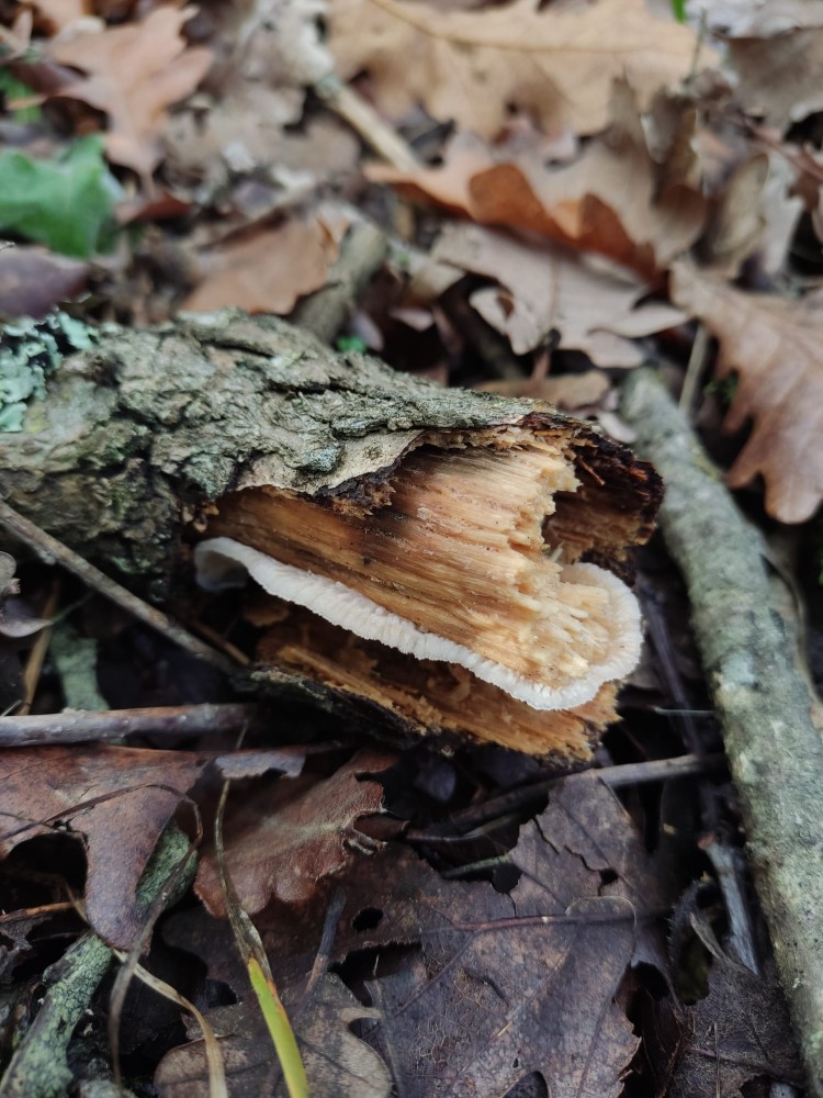 WhatsApp Image 2025-10-26 at 23.22.28 (2).jpeg