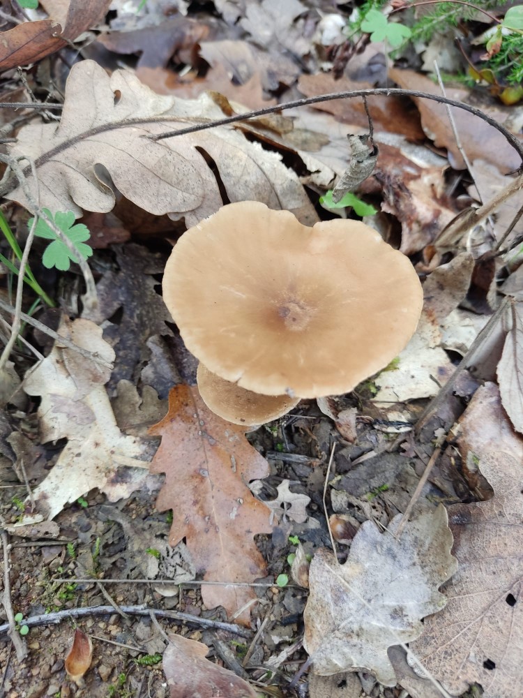 WhatsApp Image 2025-10-26 at 23.22.31 (1).jpeg