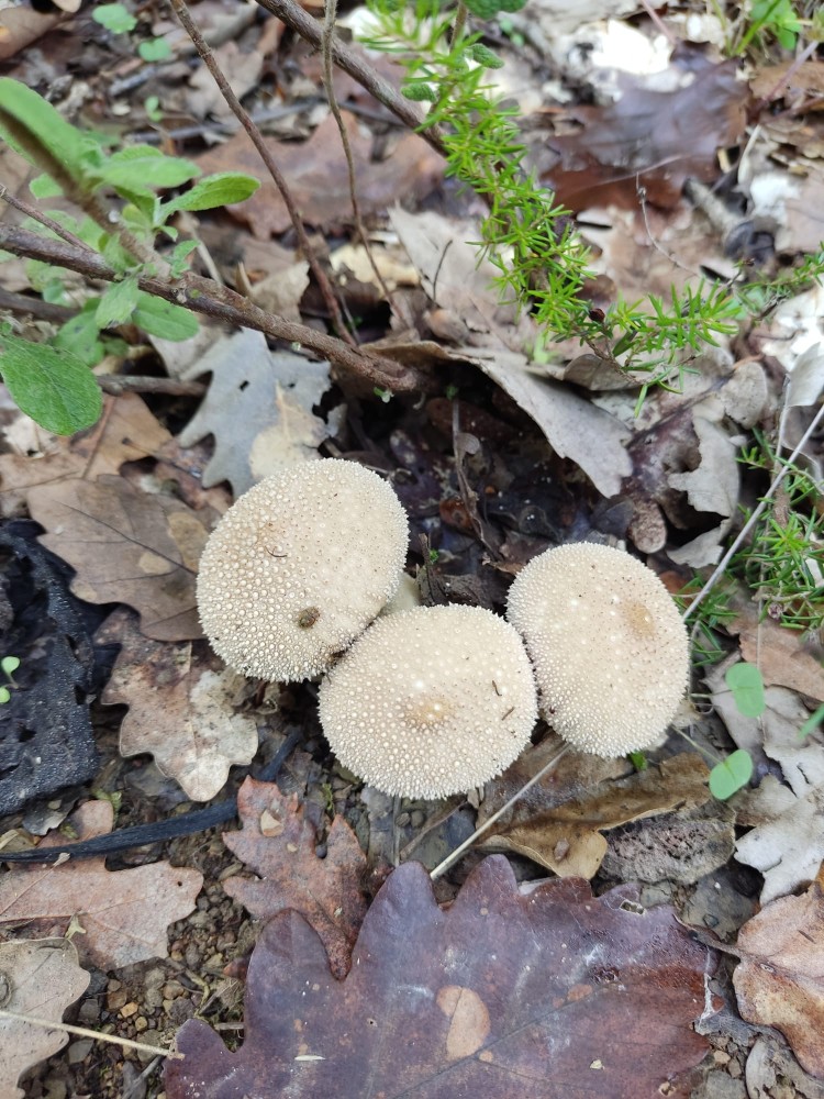 WhatsApp Image 2025-10-26 at 23.22.31 (2).jpeg