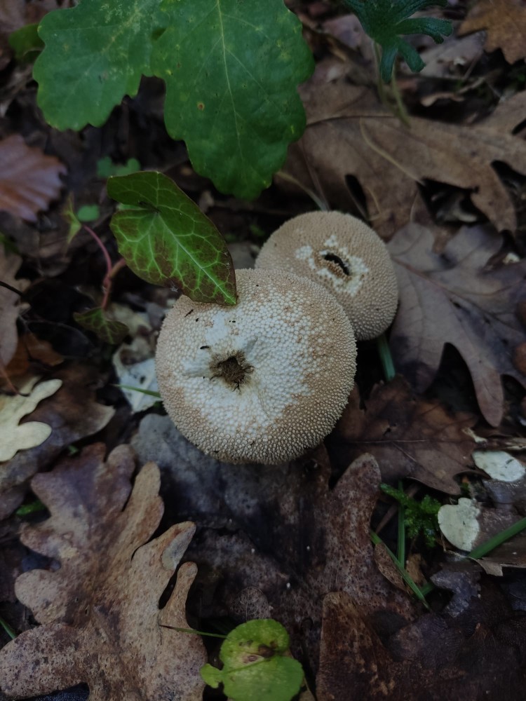 WhatsApp Image 2025-10-26 at 23.22.31 (3).jpeg